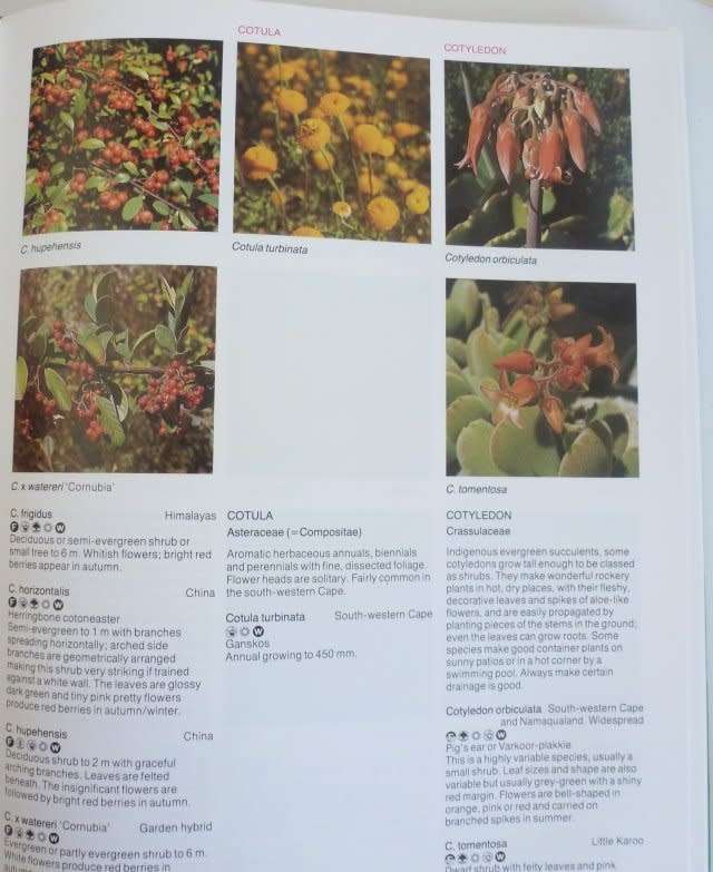 THE SOUTH AFRICAN WHAT FLOWER IS THAT.