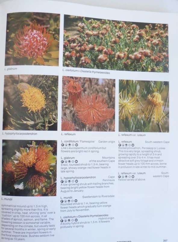 THE SOUTH AFRICAN WHAT FLOWER IS THAT.