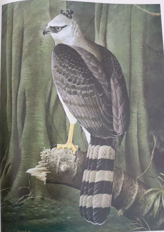 VANISHING EAGLES BY B Burton