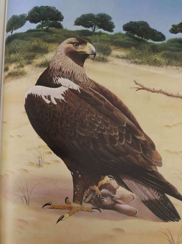 VANISHING EAGLES BY B Burton
