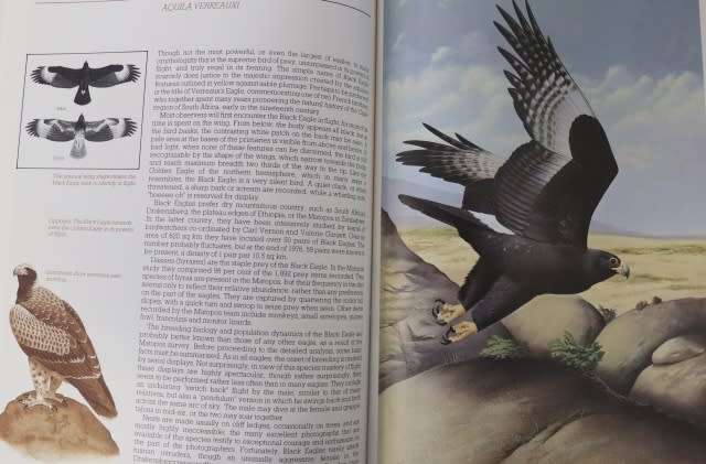 VANISHING EAGLES BY B Burton
