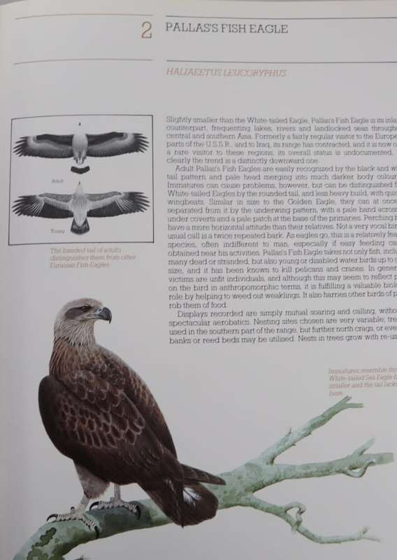 VANISHING EAGLES BY B Burton