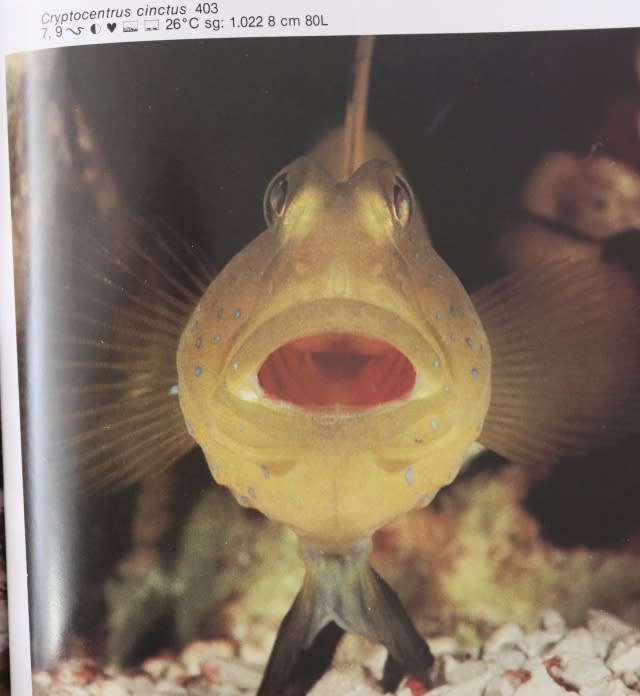 DR. BURGESS`S ATLAS OF MARINE AQUARIIUM FISHES.