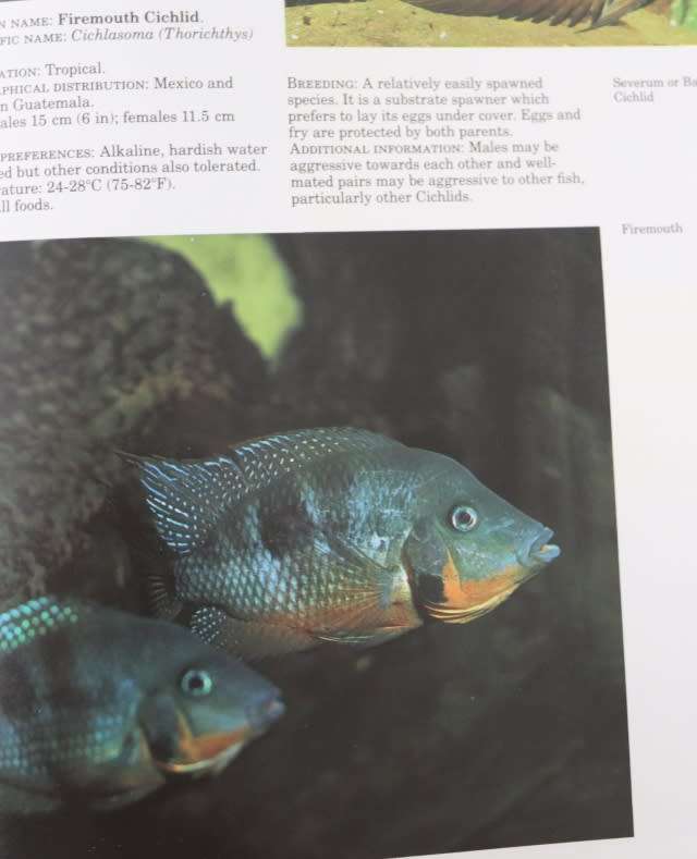FRESHWATER AQUARIUM FISHES. BY John A Dawes