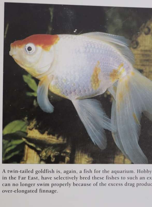 AQUARIUM FISH By M Bailey & G Sandford