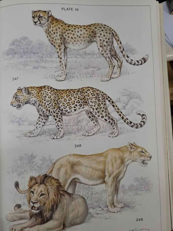 THE MAMMALS OF THE SOUTHERN AFRICAN SUBREGION. By J Skinner & R Smithers