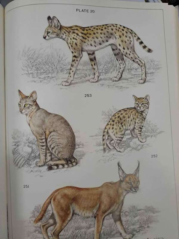 THE MAMMALS OF THE SOUTHERN AFRICAN SUBREGION. By J Skinner & R Smithers