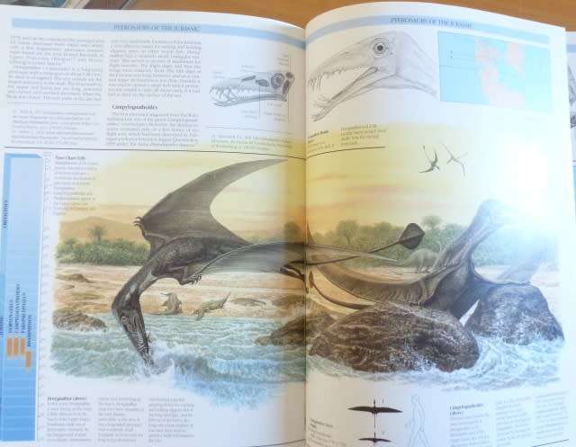 PTEROSAURS
