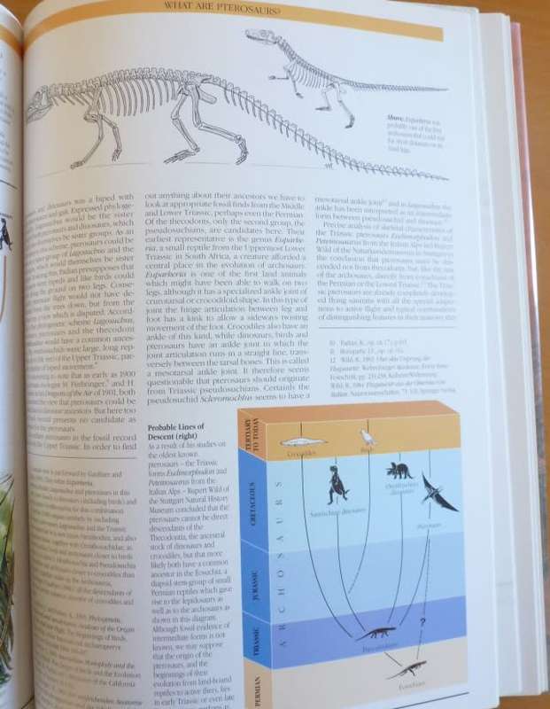 PTEROSAURS