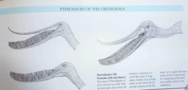 PTEROSAURS