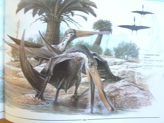 PTEROSAURS