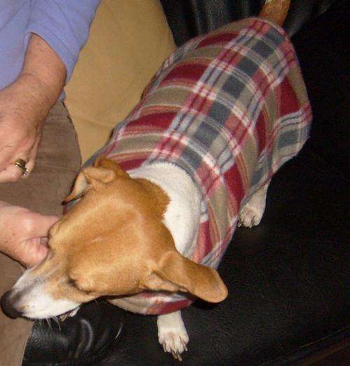 DOG JACKET/COAT - FLEECY - MEDIUM SIZE DOG