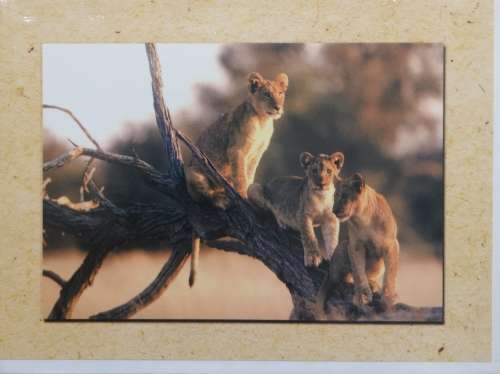Greeting/Birthday Card + Envelope - Lion Cubs [New]