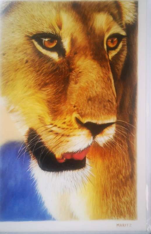 Greeting/Birthday Card + Envelope - Lion [New]