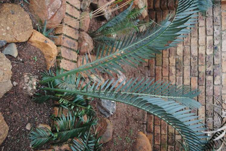 Cycad - E. lehmannii female