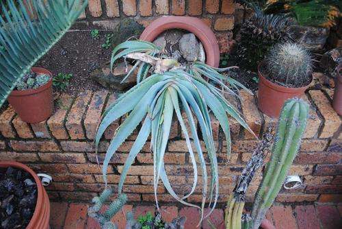 Aloe hardyi