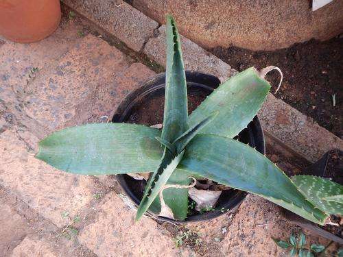 Aloe simii 1