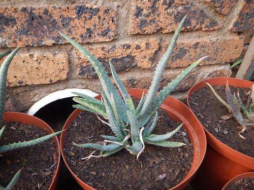 Aloe pseudorubroviolacea Ajalta form