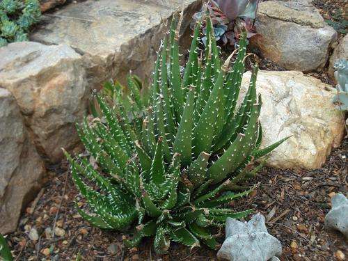Aloe humilis x melanacantha