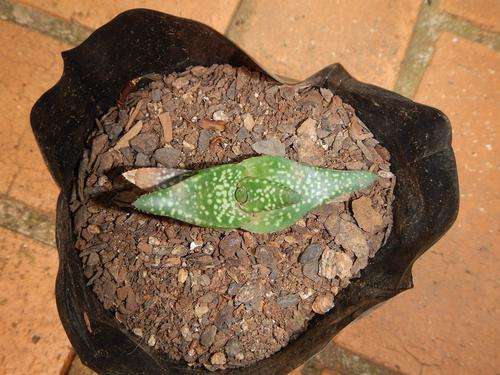 Aloe tomentosa seedlings