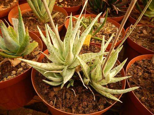 Aloe 'White Cloud'