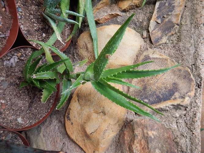 Aloe fibrosa