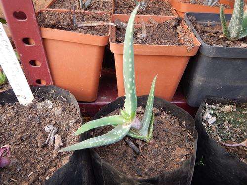 Aloe rubroviolacea seedlings