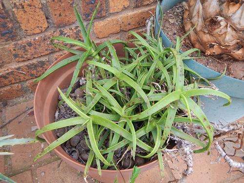 Aloe pendens pink flowering form