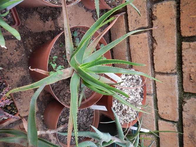 Aloe schomeri