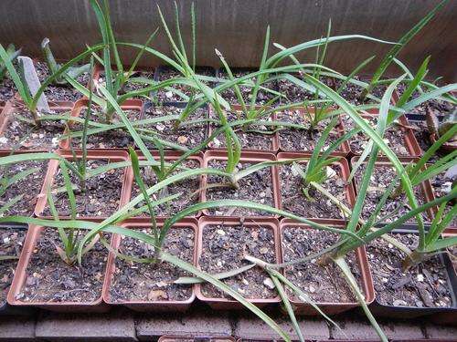 Aloe inyangensis x mutabilis seedlings