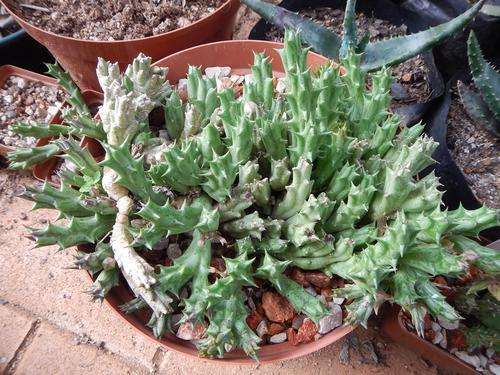 Stapeliad - Orbea cooperi