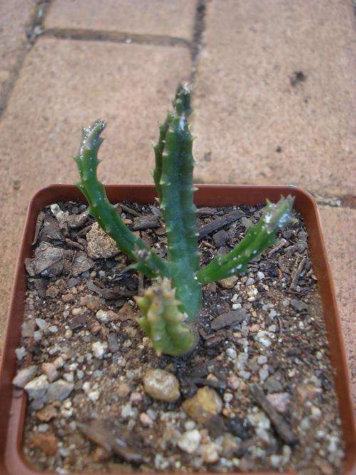Stapeliad - Stapelia mutabilis