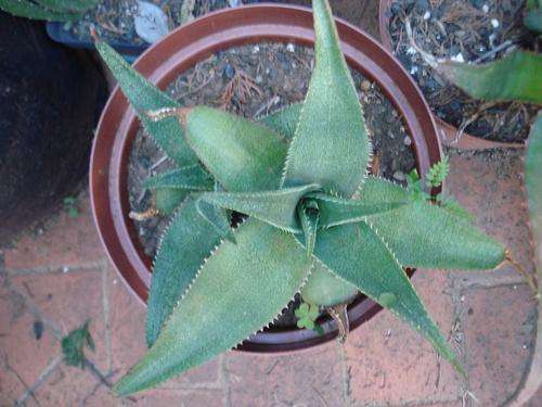 Aloe thorncroftii