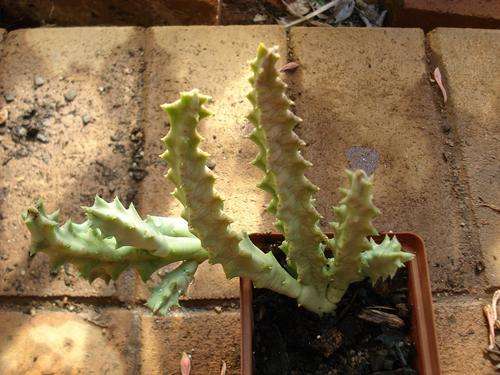 Stapeliad - Orbea lutea ssp. vaga