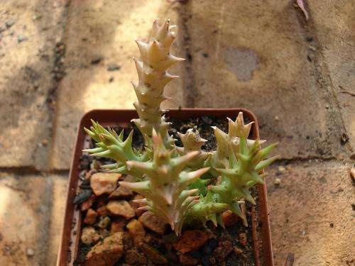 Stapeliad - Orbea speciosa