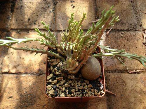 Stapeliad - Orbea rogersii