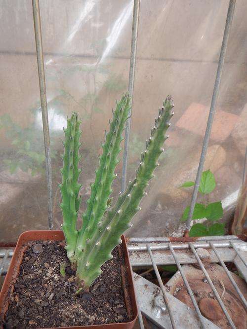 Stapeliad - Stapelia gladuliflora