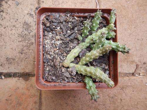 Stapeliad - Stapelianthus keraudreniae