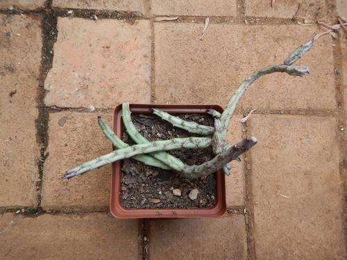 Stapeliad - Orbea (Orbeanthus) hardyi