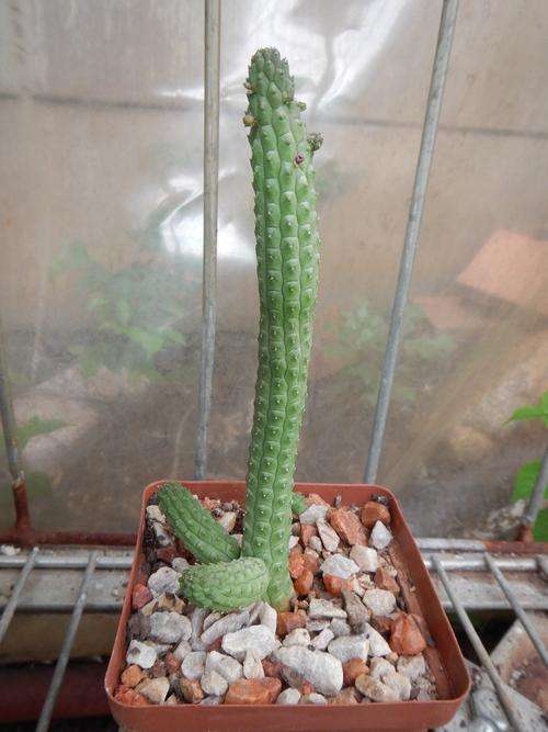 Stapeliad - Echidnopsis cereiformis