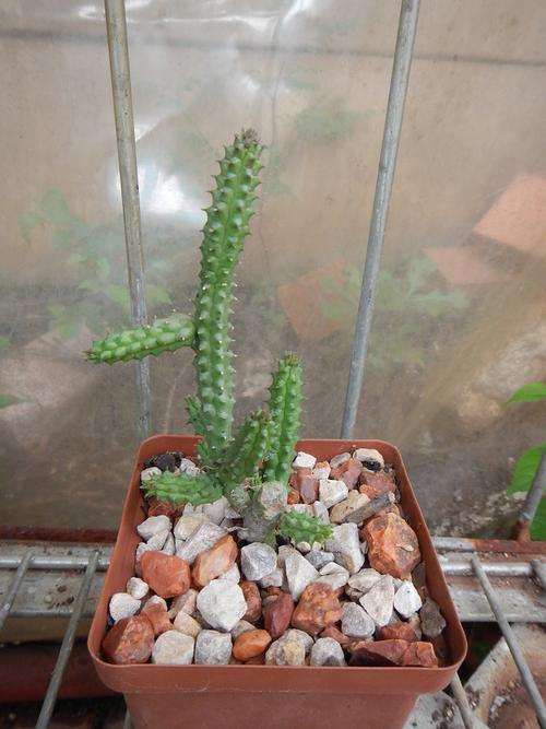 Stapeliad - Echidnopsis montana