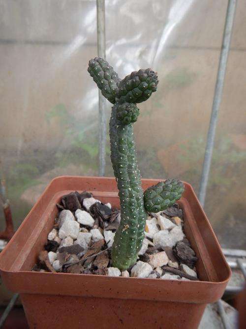 Stapeliad - Echidnopsis dammaniana
