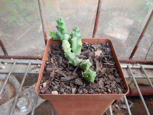 Stapeliad - Piaranthus ruschii