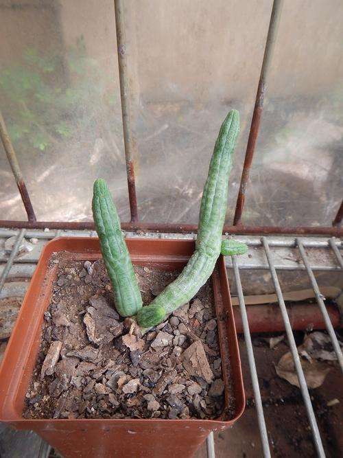 Stapeliad - Notechidnopsis tesselata