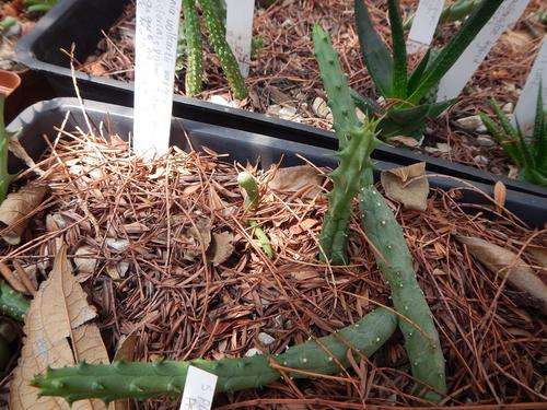 Stapeliad - Huernia aspera