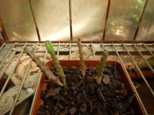 Stapeliad - Huernia whitesloaneana seedlings