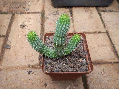 Stapeliad - Hoodia gordonii
