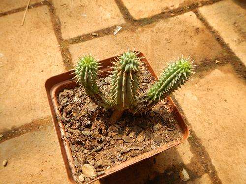 Stapeliad - Hoodia gordonii 2
