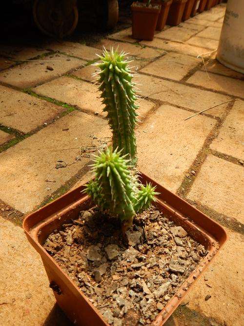 Stapeliad - Hoodia gordonii 3