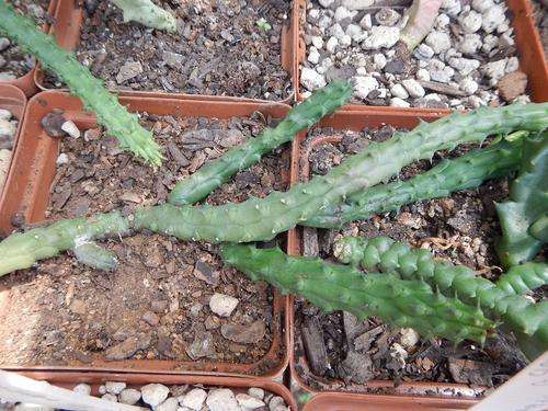 Stapeliad - Huernia aspera 2